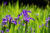 カキツバタの花・複数・紫4
