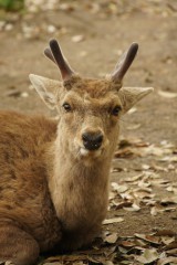 奈良の鹿・正面8