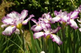 ショウブ 花・紫と白5
