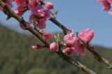 明日香村・桜