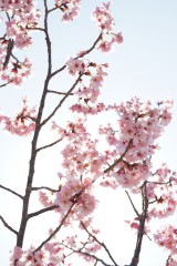 大阪・富田林市の桜