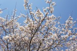 明日香村・石舞台の桜33