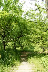 公園の散歩道・階段2