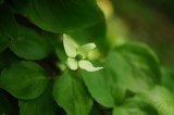 ヤマボウシの花（薄緑）