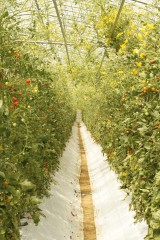 トマト畑（ビニールハウス）