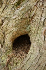 樹木・穴