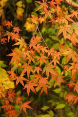 紅葉・もみじ6