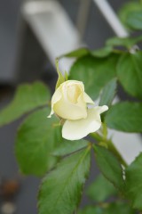 バラのつぼみ・薄い黄色