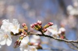 明日香村・石舞台の桜19