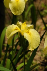 ショウブ 花・黄色2