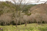 吉野・中千本の桜