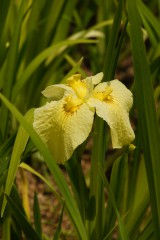 ショウブ 花・黄色3