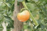 熟れかけのトマト 実（オレンジ）