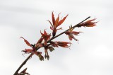 吉野・中千本の桜