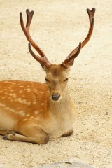 奈良の鹿・正面4