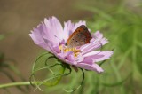 チョウが乗っているコスモスの花