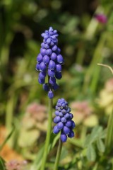 春の花 写真素材