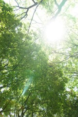 公園・空・木漏れ日1