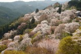 吉野・下千本の桜（4/15）