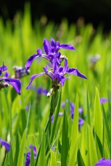 カキツバタの花・複数・紫5