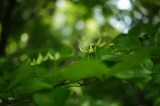 ヤマボウシの花（薄緑）