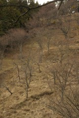 吉野・上千本の桜