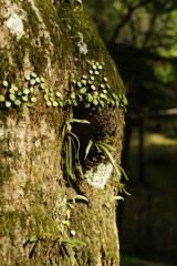 苔などが生えた樹皮