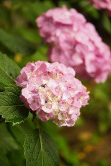 アジサイの花・ピンク12