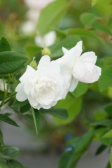 バラの花・白1