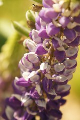 ルピナスの花・紫と白