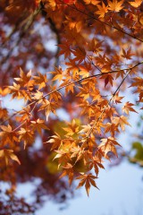 紅葉・もみじ15