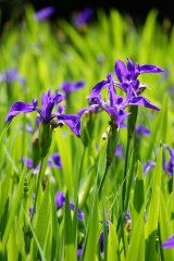 カキツバタの花・複数・紫3