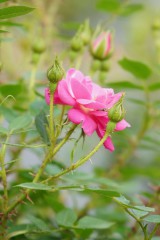 バラの花（ピンク）・つぼみ・一輪