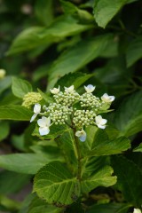 アジサイ 花のつぼみ2