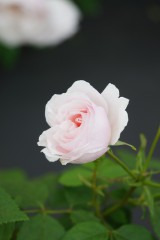 バラの花・薄いピンク