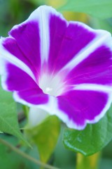 アサガオ 花・白と紫 アップ