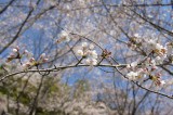 明日香村・石舞台の桜3