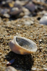 海岸に打ち上げられた貝殻2
