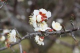 梅の花・つぼみ・枝