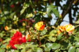 バラの花（万博公園）・赤と黄色3