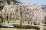 しだれ桜