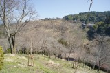 吉野・中千本の桜