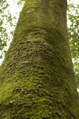 苔の生えた樹木