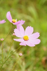 コスモスの花（ピンク）1