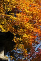 灯籠と紅葉 もみじ