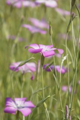 アグロステンマ（麦仙翁）の花2