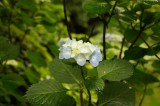 アジサイの花・青・薄紫12