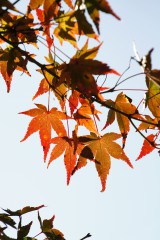 紅葉・もみじ9