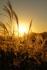 夕焼けと金色のススキ1