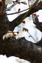 梅の花・ハチ
